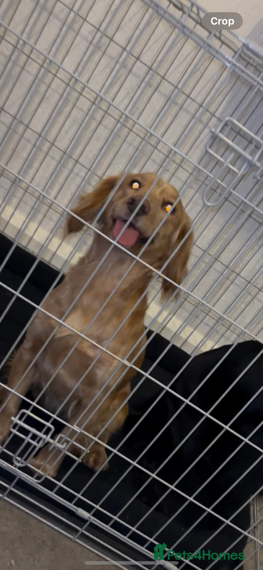 Cocker Spaniel dogs for sale: Cocker Spaniel Puppies  - Advert 6