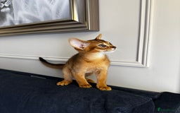 Abyssinian cats for sale: Pure Abyssinian kittens 💝 - Image 9