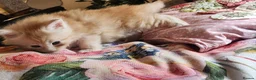 Maine Coon cats for sale: Maine Coon Kittens ready April - Advert 11