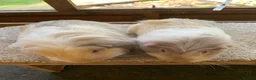 Guinea Pig rodents for sale: Sweet Baby Longhaired Guinea Pig Boars - Advert 3