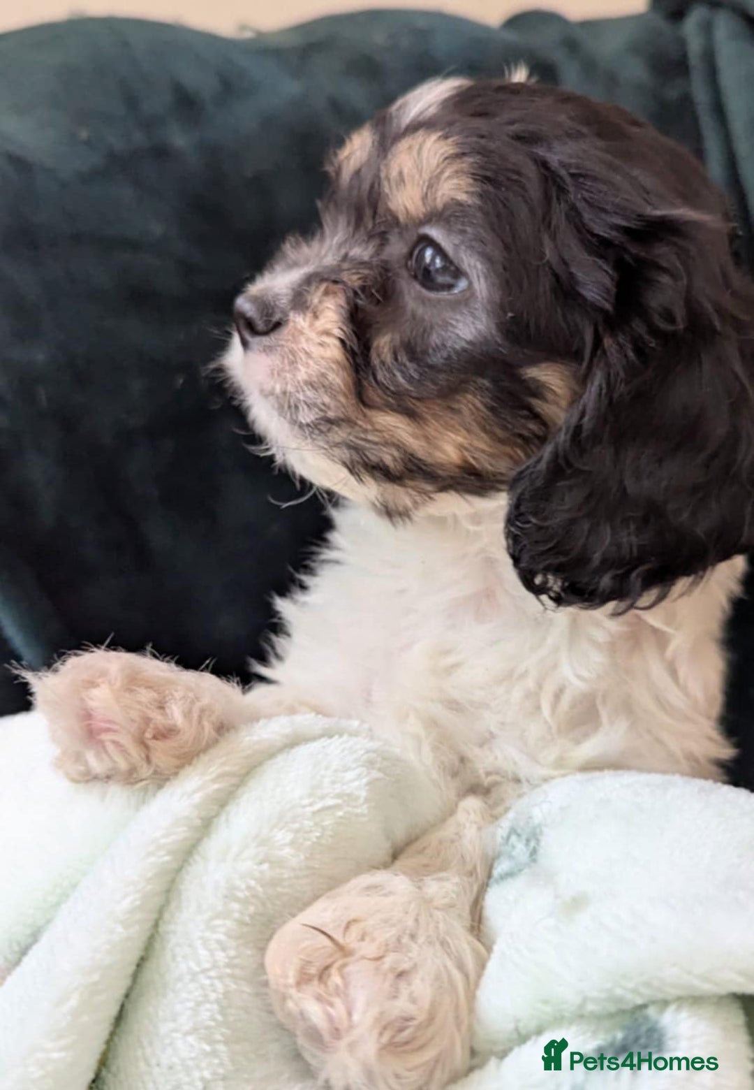 Cavapoo dogs for sale: Stunning CAVAPOO pups, DNA health tested parents - Image 8