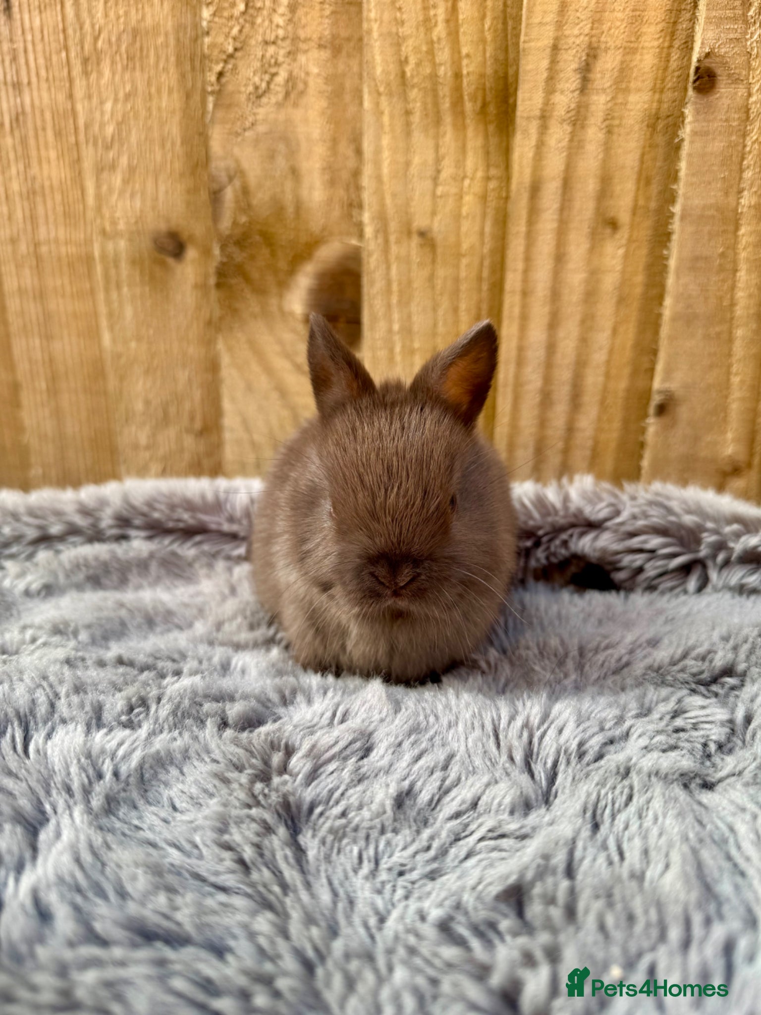 Netherland Dwarf rabbits Netherland Dwarf baby rabbits  - Advert 13