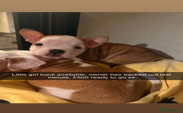 Mixed Breed dogs - Advert 1