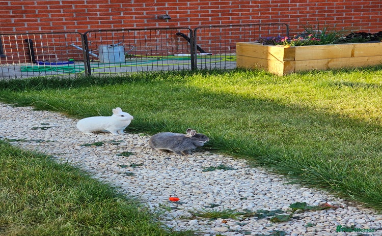 Netherland Dwarf rabbits - Advert 1