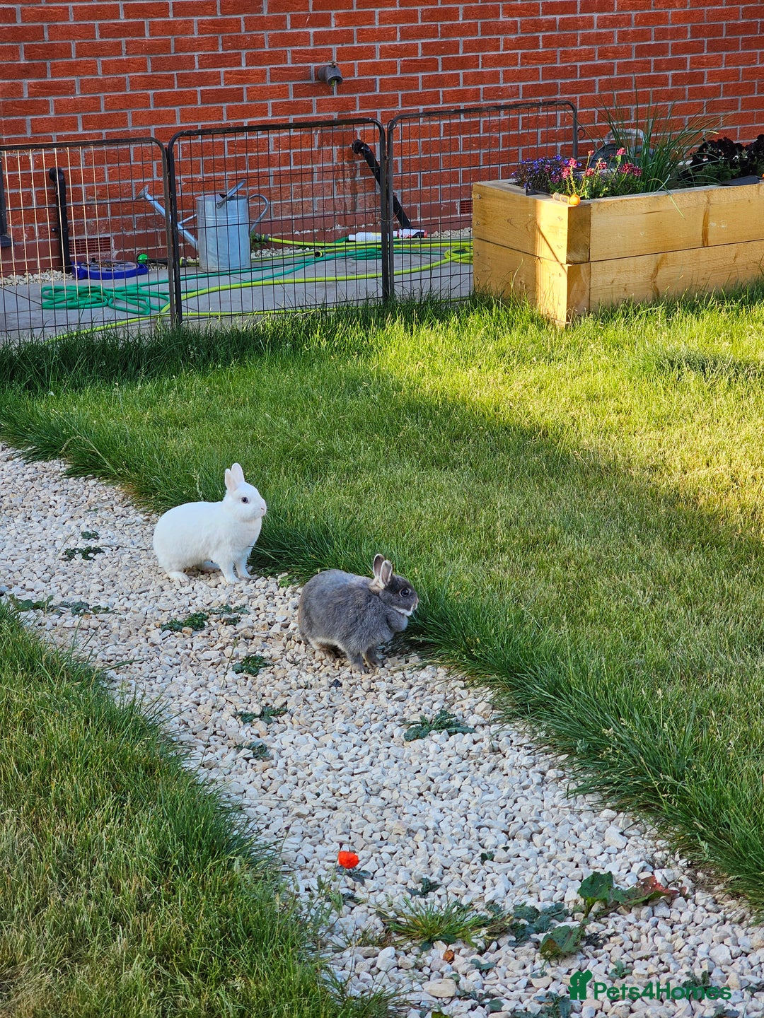Netherland Dwarf rabbits for sale: Much loved family group - Image 1