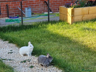 Netherland Dwarf rabbits - Advert 4