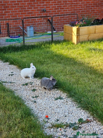 Netherland Dwarf rabbits - Advert 6