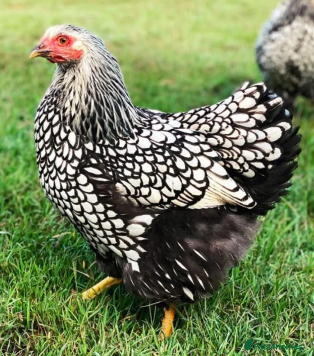Chickens poultry for sale: Hatching eggs available in Liskeard - Advert 2