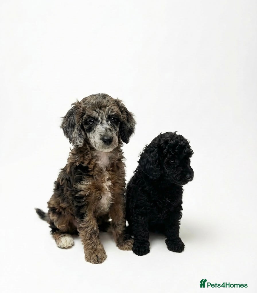 Miniature Poodle dogs Beautiful health tested miniature poodles  - Advert 1