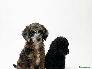 Miniature Poodle dogs Beautiful health tested miniature poodles - Advert 11