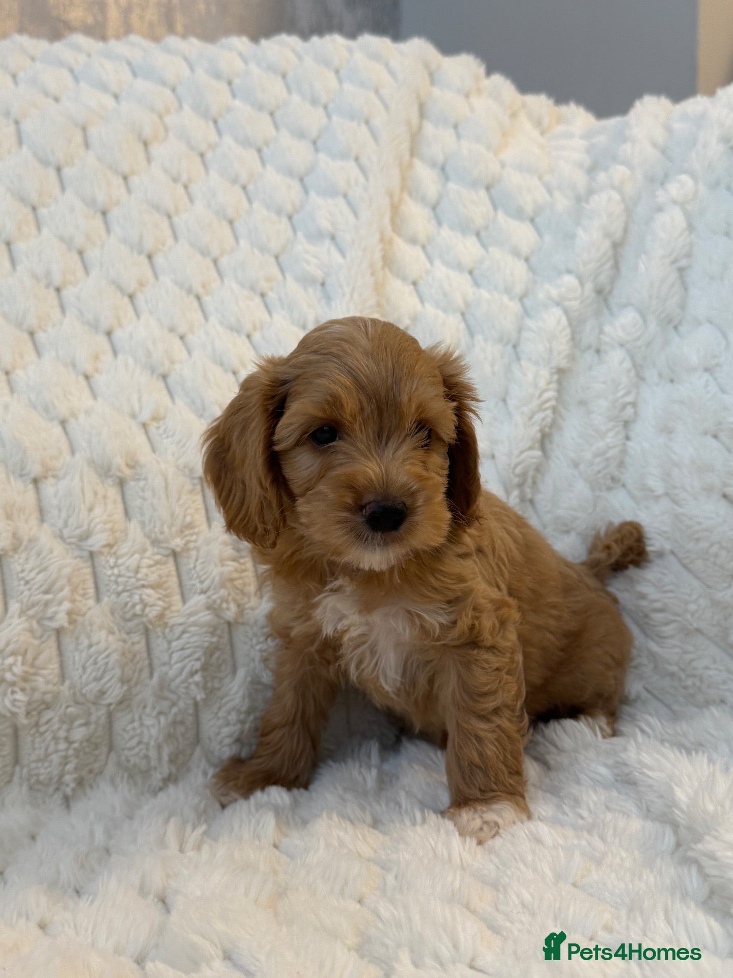 Cockapoo dogs ❤️COCKAPOO PUPPIES F1B❤️ - Advert 1