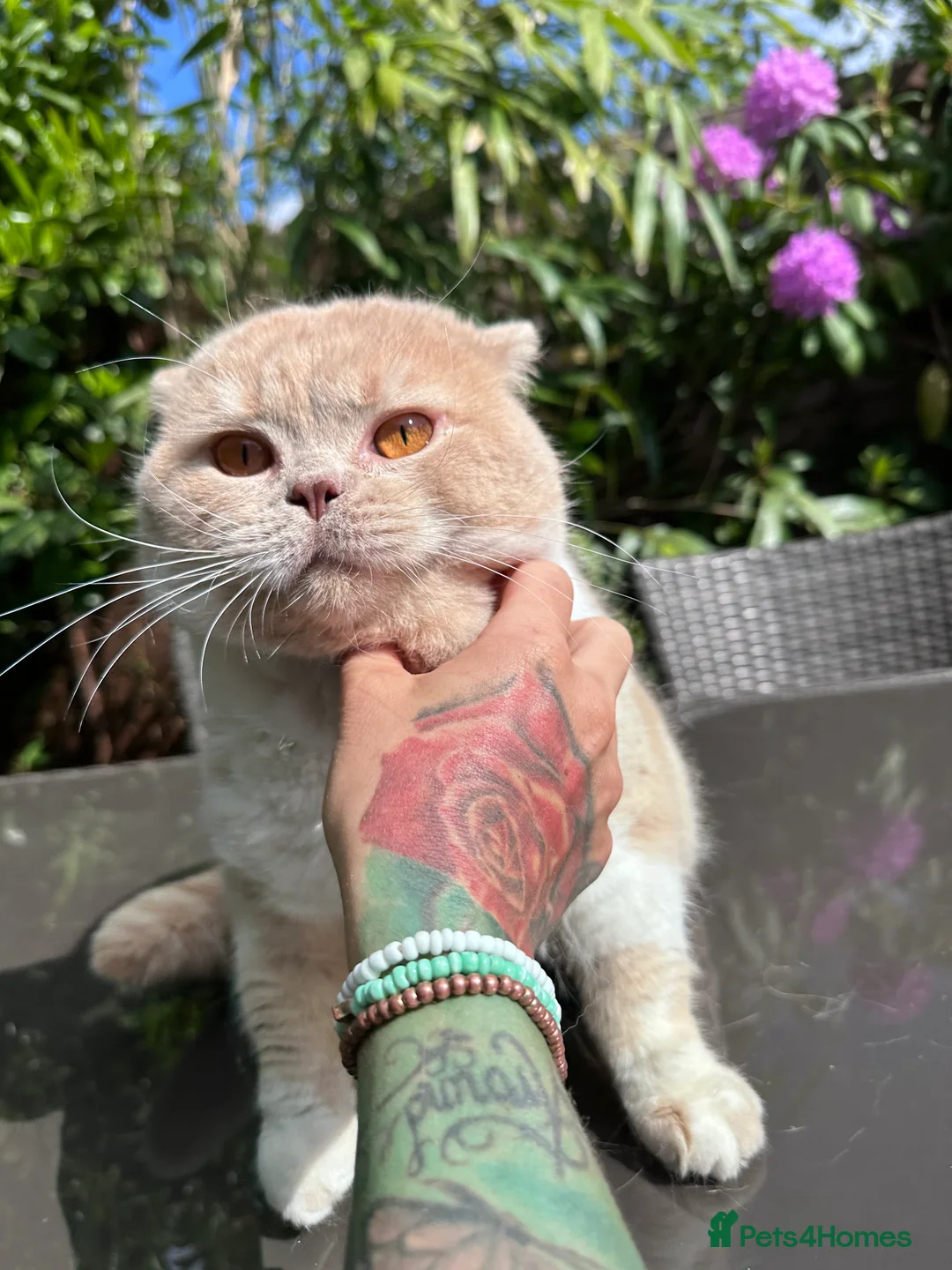 British Shorthair cats for stud: Championline Bi-Cream Boy in Northolt - Advert 6