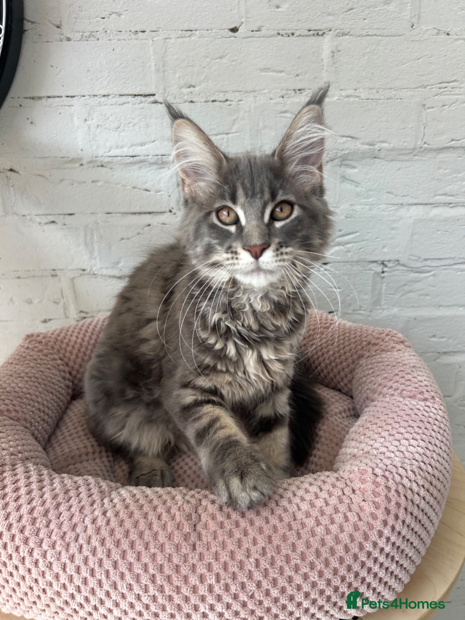 Maine Coon cats Massive Maine Coon Kittens TICA Registered - Advert 1