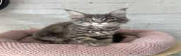Maine Coon cats for sale: TICA Maine Coon Girls Ready Now DNA clear  - Advert 14