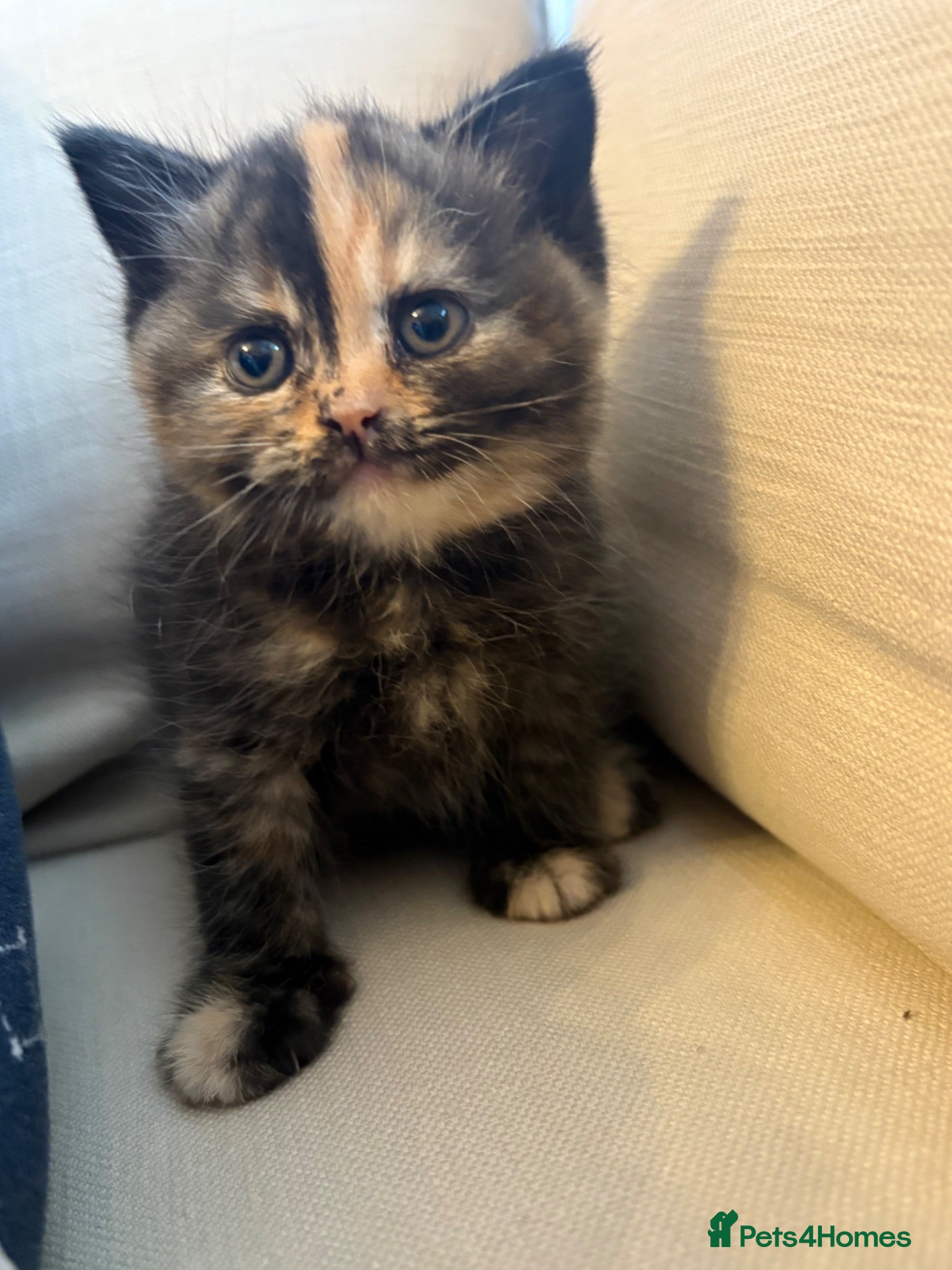 British Shorthair cats 7 beautiful gccf reg -British short hair kittens  - Advert 4