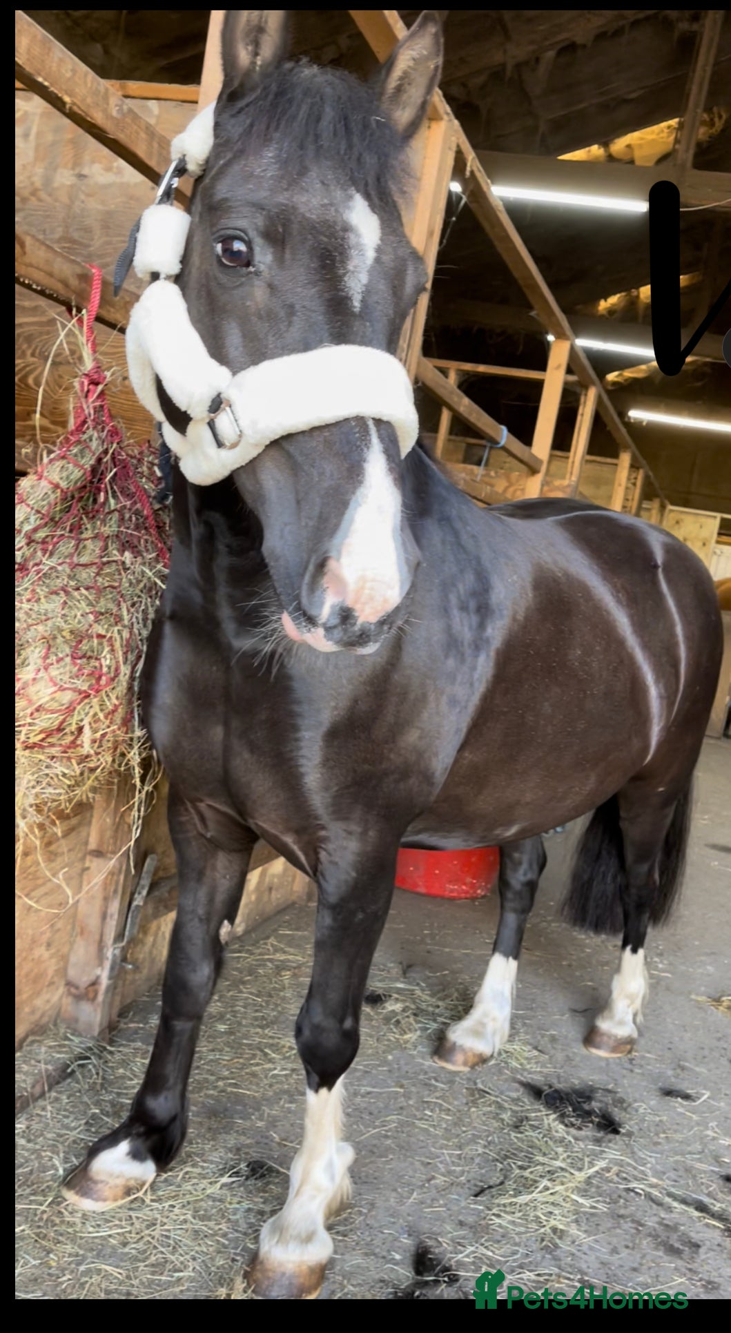 Welsh Section C horses ❤️ Romeo ❤️ - Advert 2