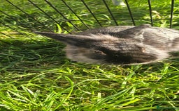 Netherland Dwarf rabbits for sale: 💫💫💫 Lion head rabbit SOLD💫💫 - Image 3