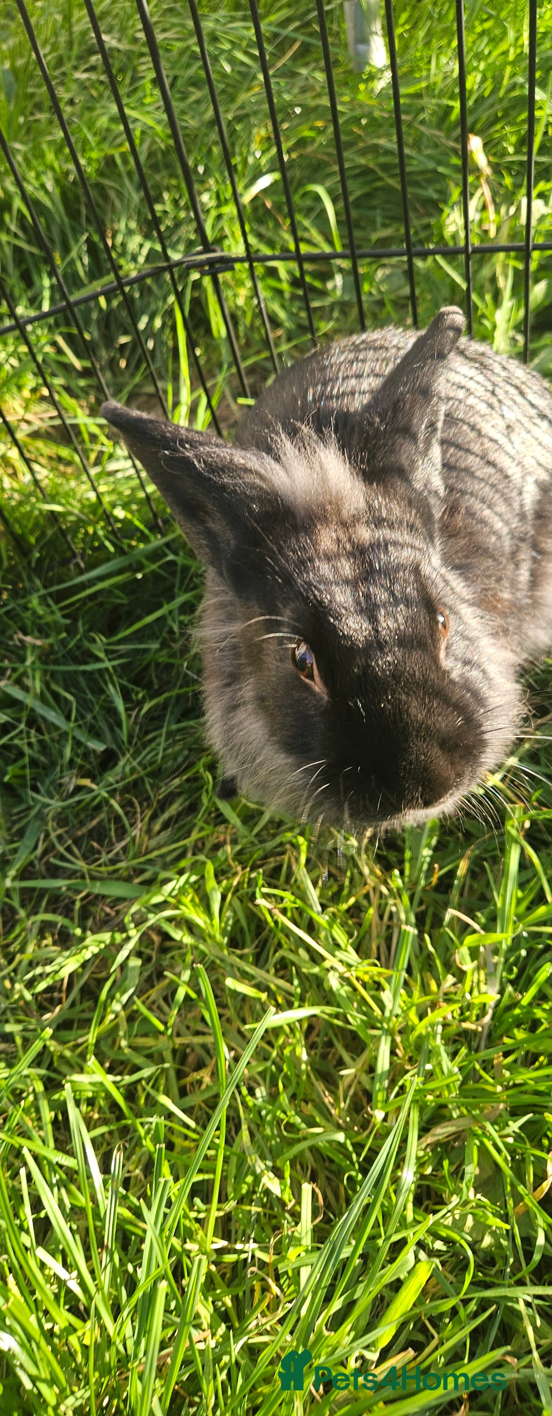 Netherland Dwarf rabbits for sale: 💫💫💫 Lion head rabbit SOLD💫💫 - Image 3