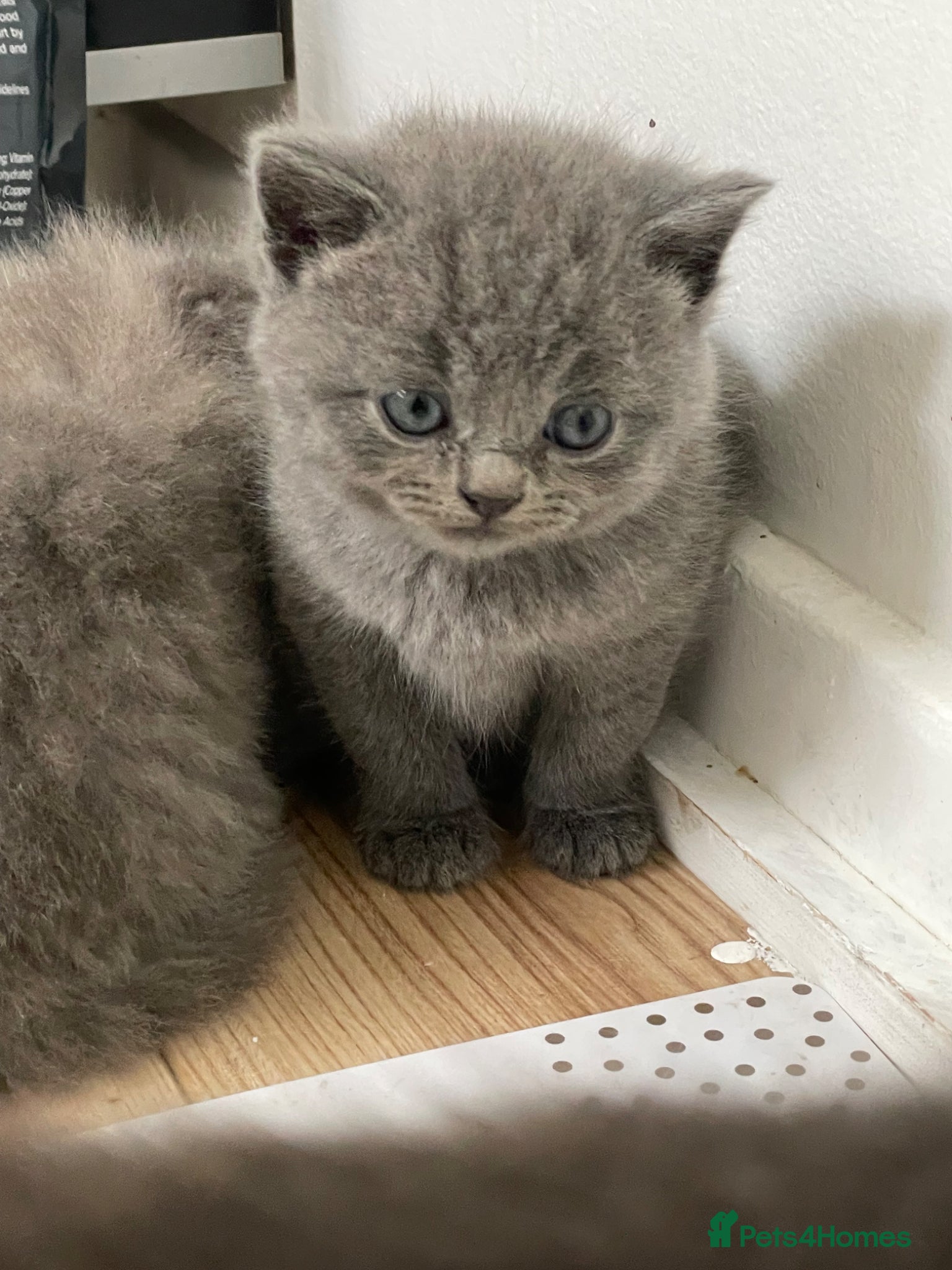 British Shorthair cats REDUCED CHUNKY RARE LILAC BSH KITTENS  - Advert 14