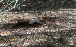 Miniature Dachshund dogs for sale: Long-haired miniature Dachshund choc/tan female  - Image 9