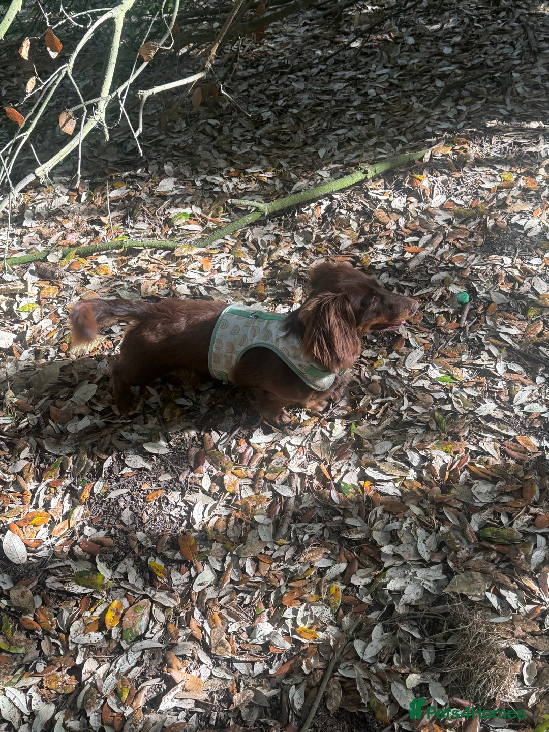 Miniature Dachshund dogs for sale: Long-haired miniature Dachshund choc/tan female  - Image 9