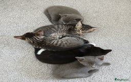 Mixed Breed cats for sale: Kittens  - Image 1