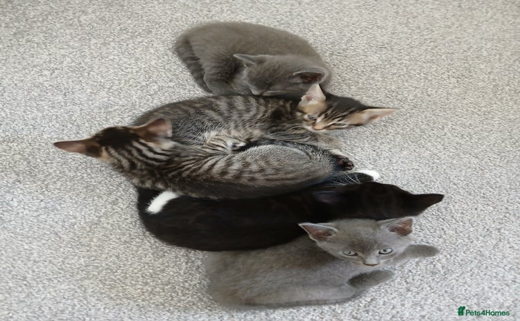 Mixed Breed cats - Advert 3