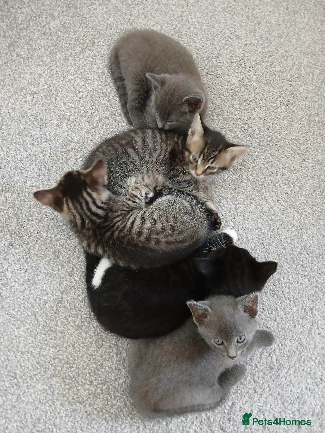 Mixed Breed cats for sale: Kittens  - Image 1