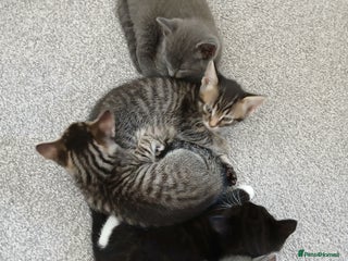 Mixed Breed cats - Advert 13