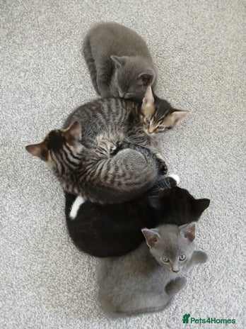 Mixed Breed cats - Advert 18