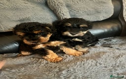 Schnoodle dogs for sale: BEAUTIFUL SCHNOODLE PUPPIES 🐶❤️ - Image 9