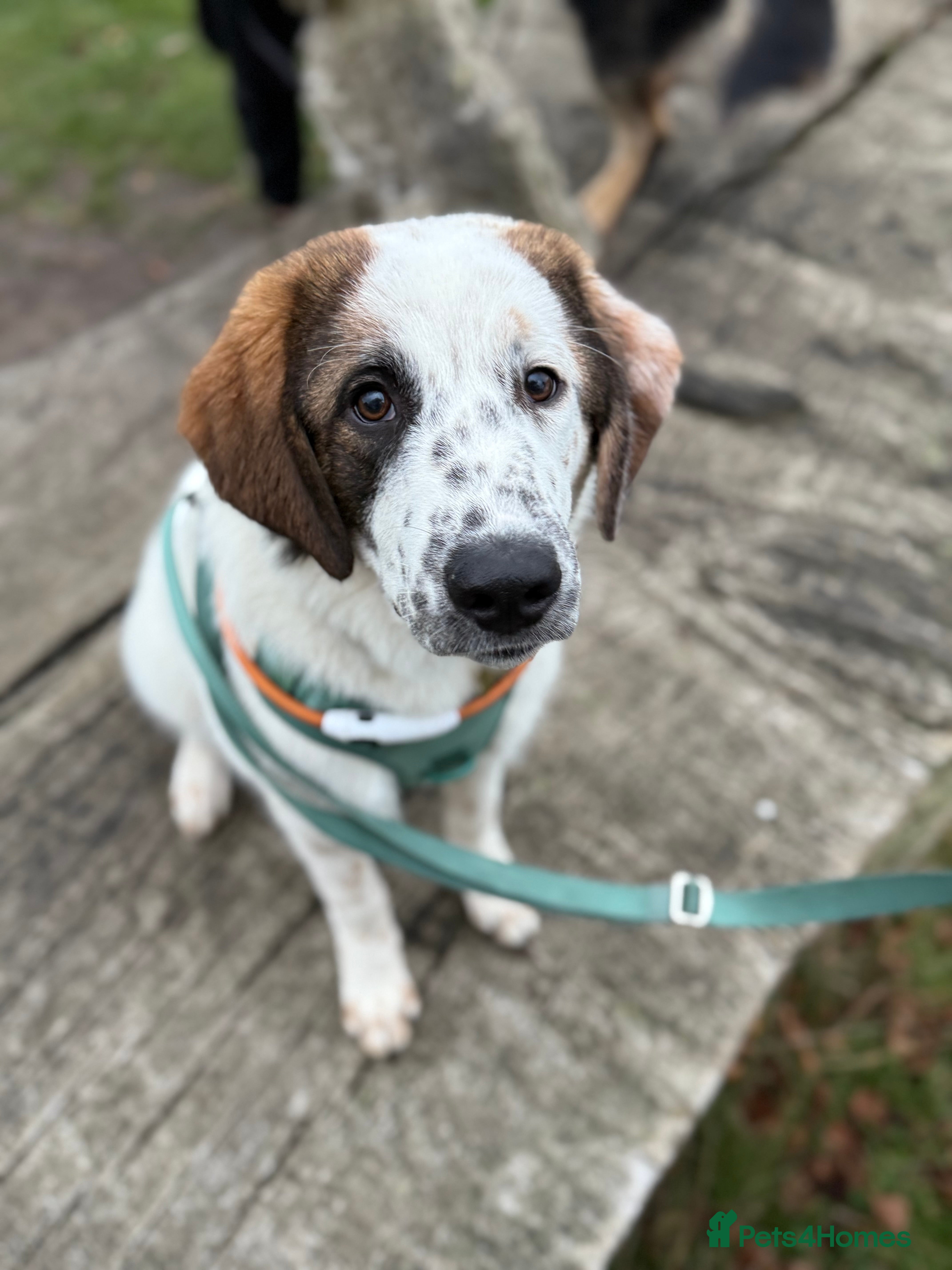 Mixed Breed dogs Winnie  - Advert 1