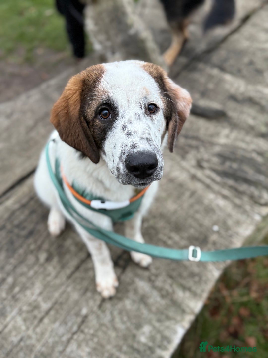 Mixed Breed dogs for sale: Winnie  - Advert 1