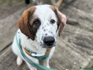 Mixed Breed dogs Winnie - Advert 5