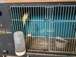 Budgerigars birds - Advert 2