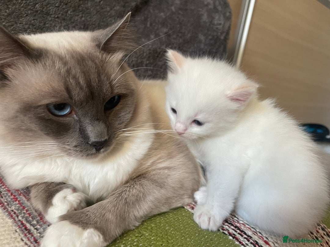 Ragdoll cats for sale: VERY RARE CREAM FLARE BICOLOUR RAGDOLL KITTEN - Image 13