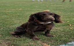 Cocker Spaniel dogs for sale: Exceptional KC Working Cocker Spaniel Puppies - Image 10