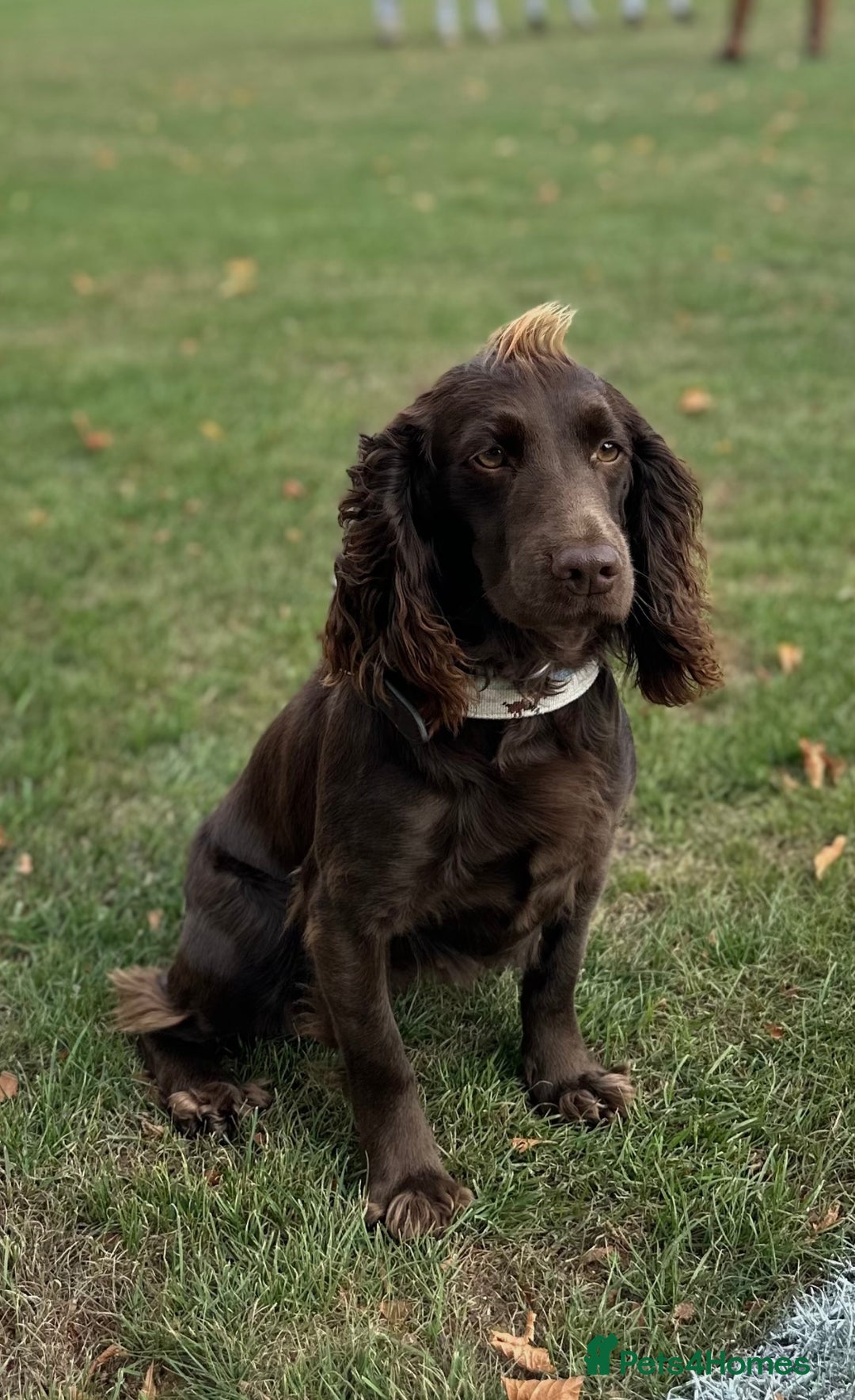 Cocker Spaniel dogs for sale: Exceptional KC Working Cocker Spaniel Puppies - Image 10