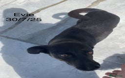 Mixed Breed dogs for adoption: Evie, 3 yrs. Available for adoption. - Image 2