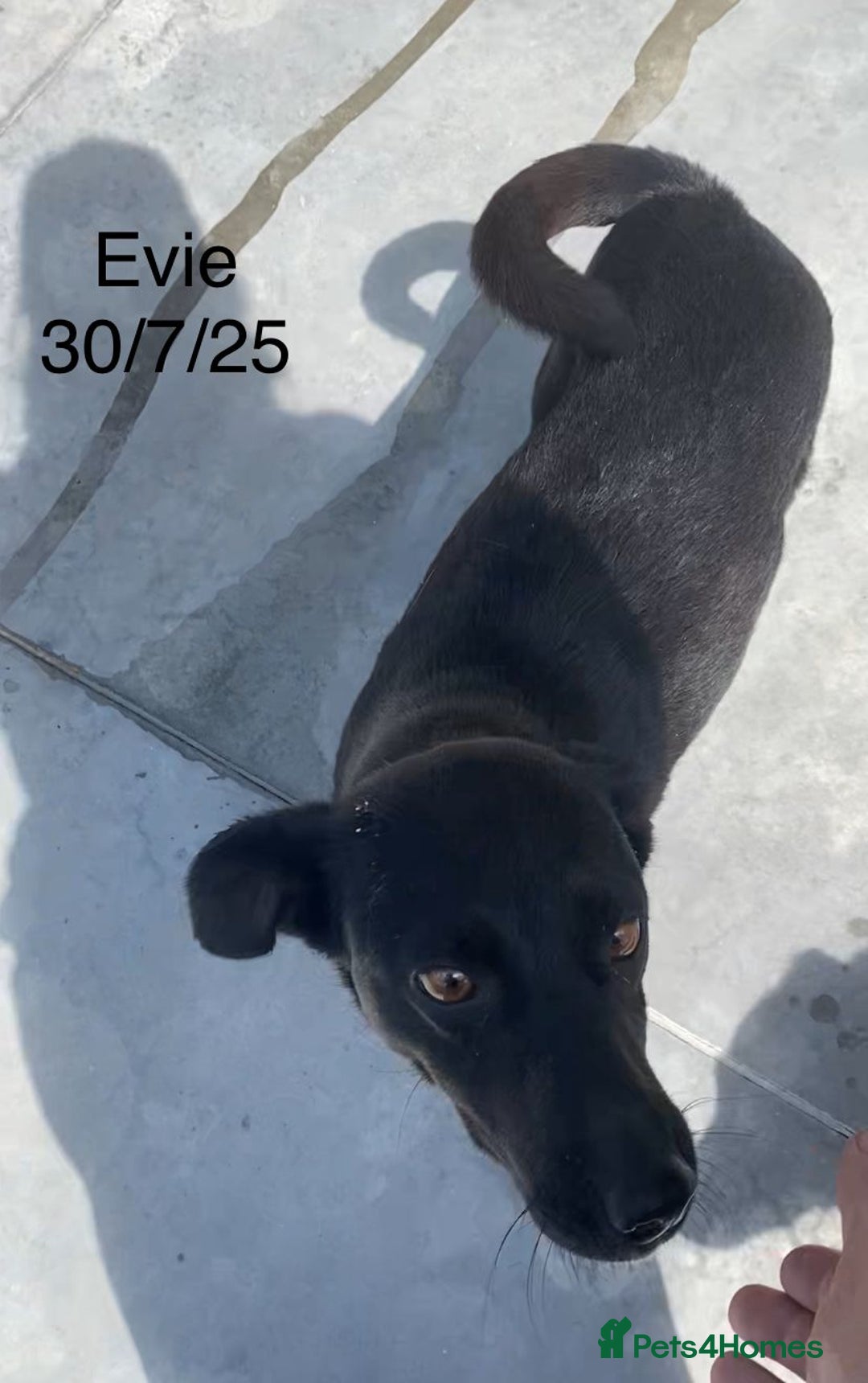 Mixed Breed dogs for adoption: Evie, 3 yrs. Available for adoption. - Image 2