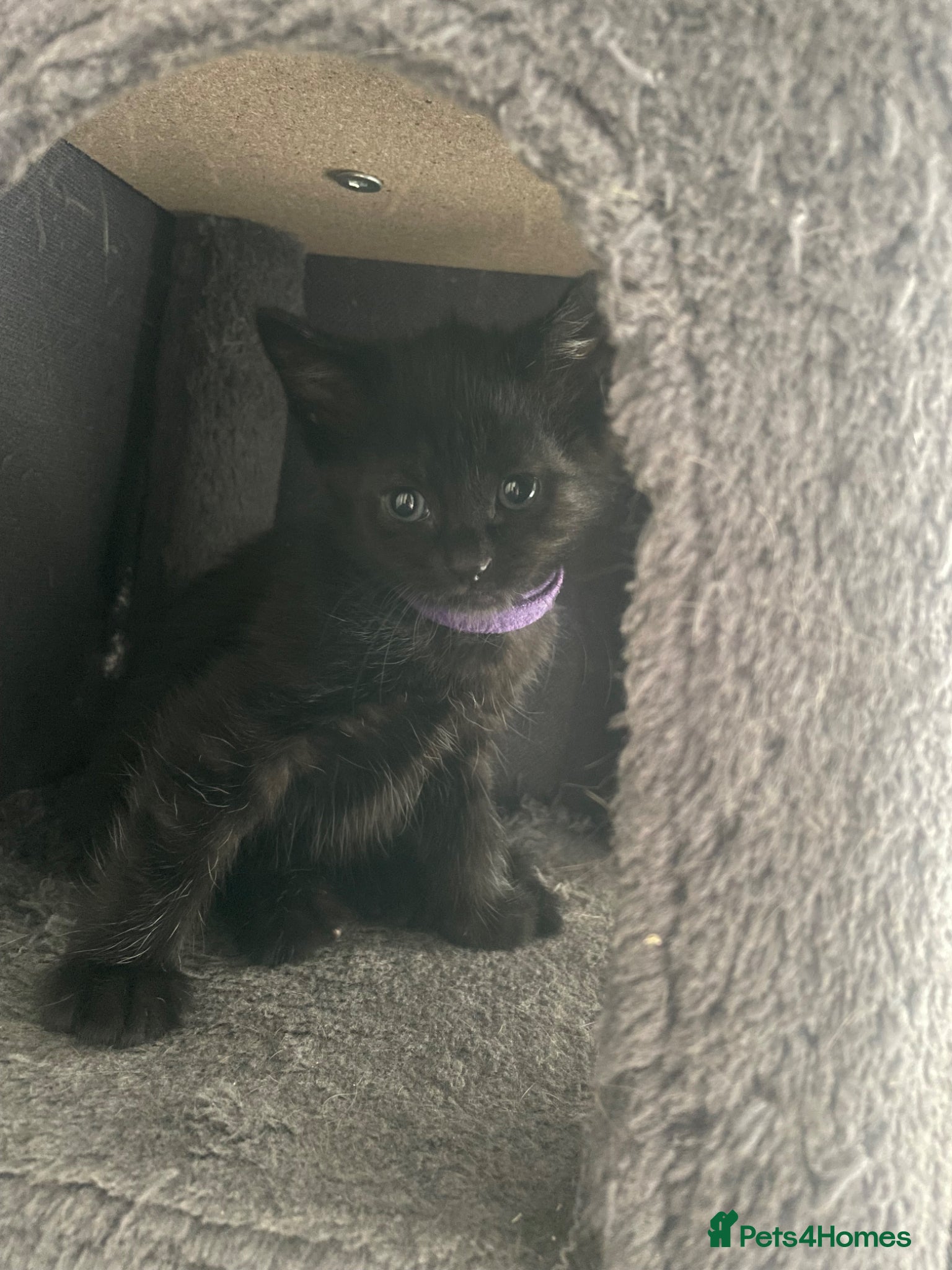 Mixed Breed cats 1 female available ready 26th may - Advert 13