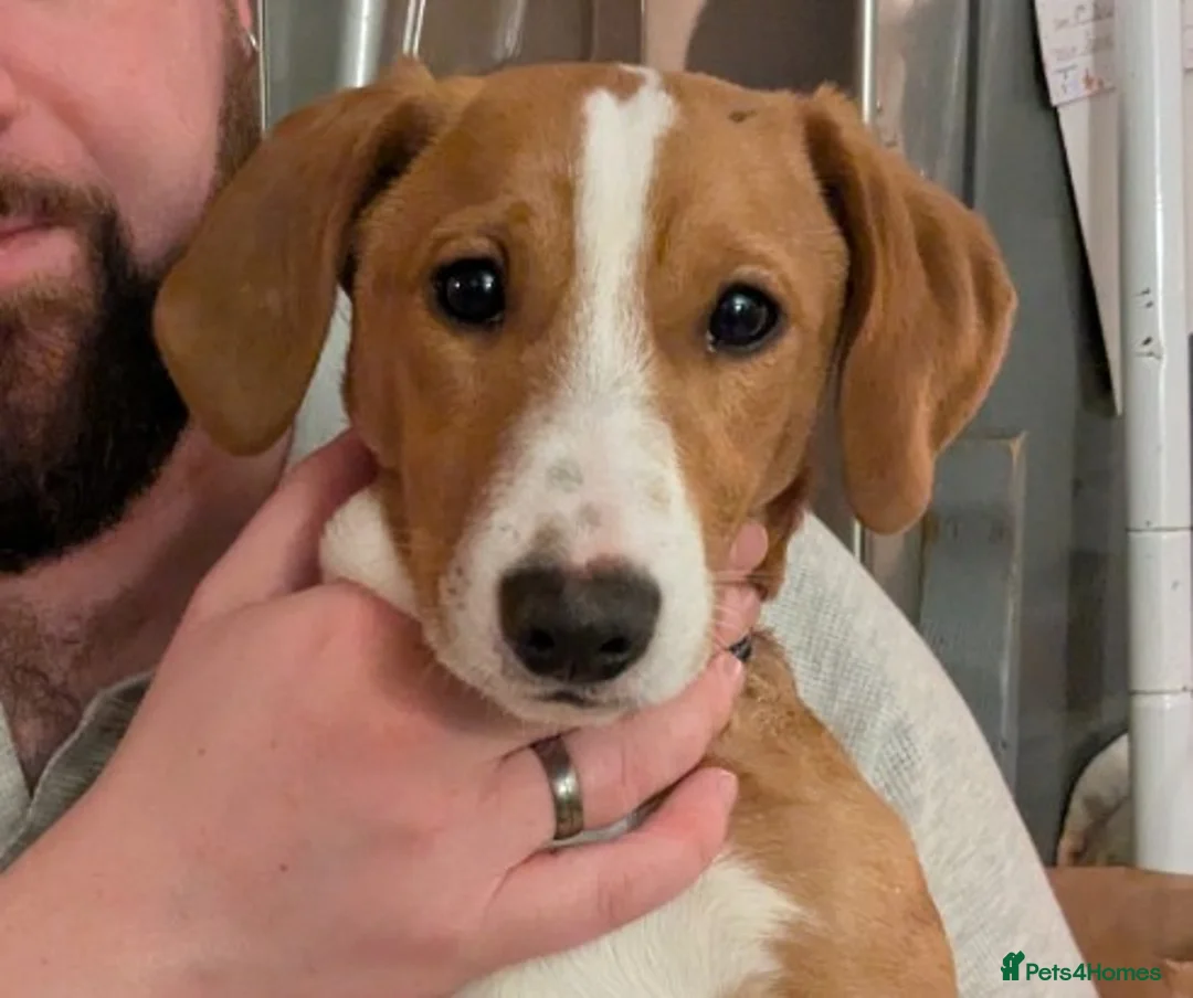 Jackshund dogs for sale: Jack Russell x Dachshund Boy - Advert 1