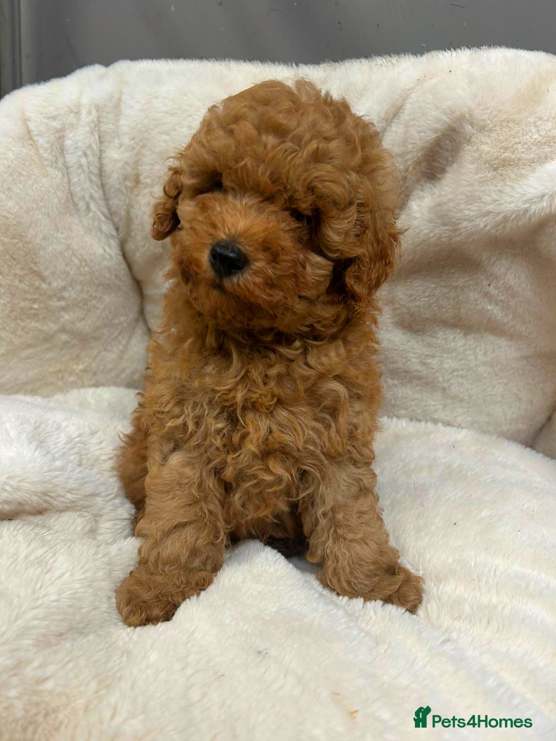 Toy Poodle dogs for sale: Top Quality Red KC Reg. Toy Poodle Puppies - Advert 5