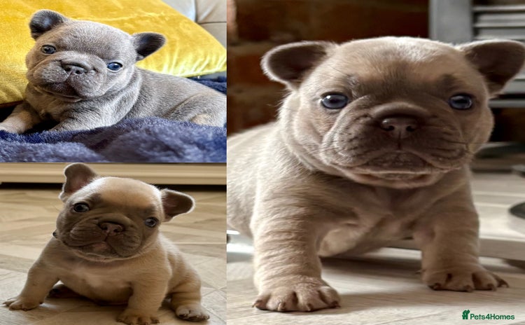 French Bulldog dogs - Advert 11