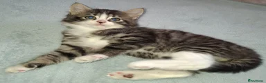 Long Haired Tabby Male