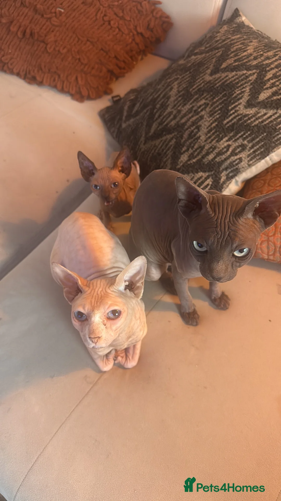Sphynx cats for sale: Sphynx kitten for sale tica registered  - Advert 2
