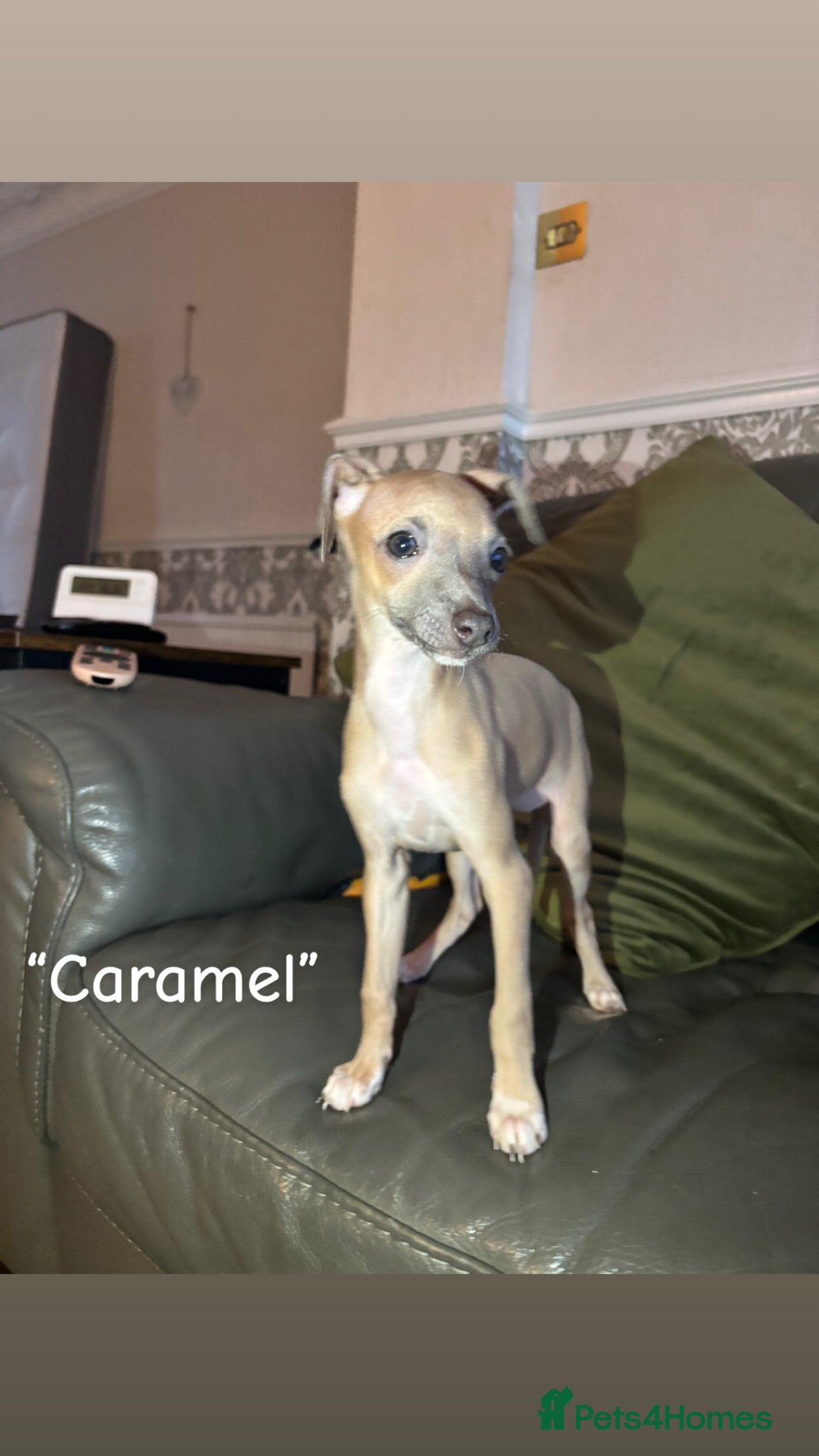 Italian Greyhound dogs 5 Beautiful ready to leave Italian greyhounds🏡 - Advert 1