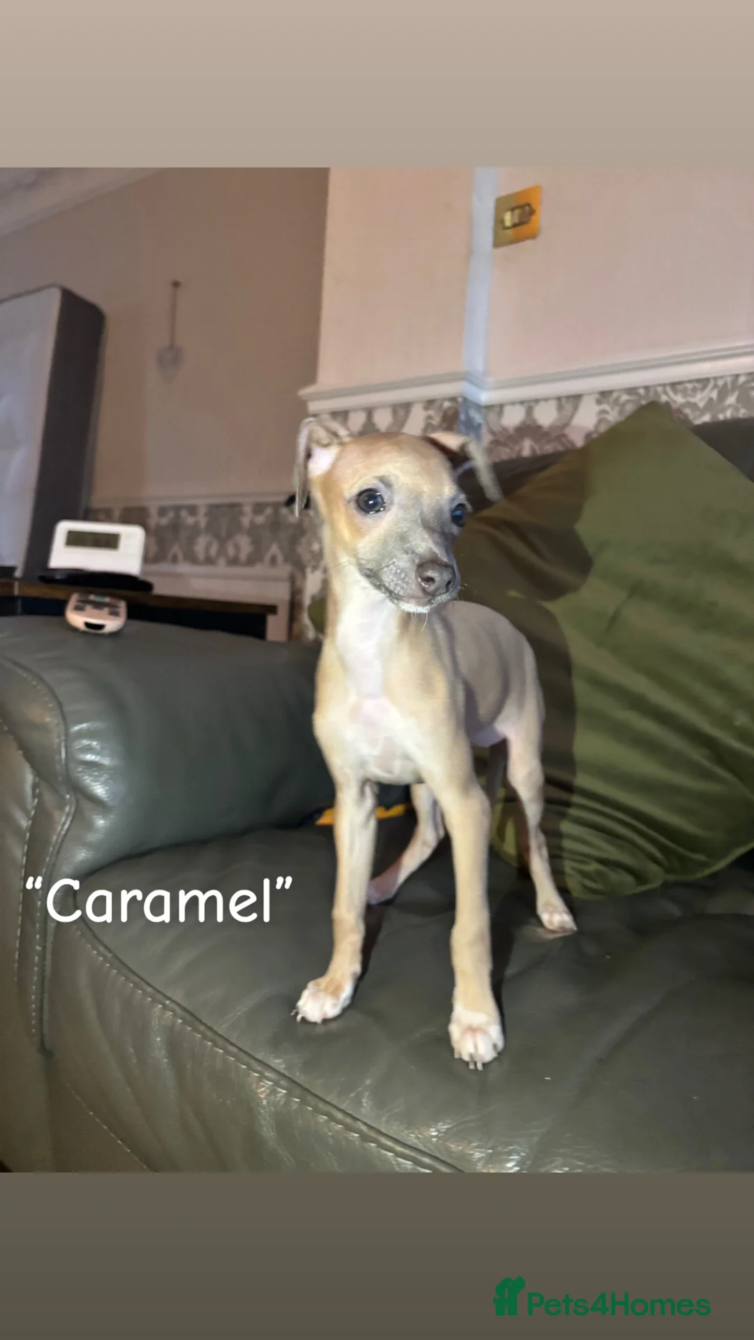 Italian Greyhound dogs for sale: 5 Beautiful ready to leave Italian greyhounds🏡 - Advert 1