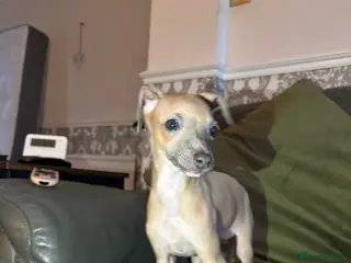 Italian Greyhound dogs 5 Beautiful ready to leave Italian greyhounds🏡 - Advert 1