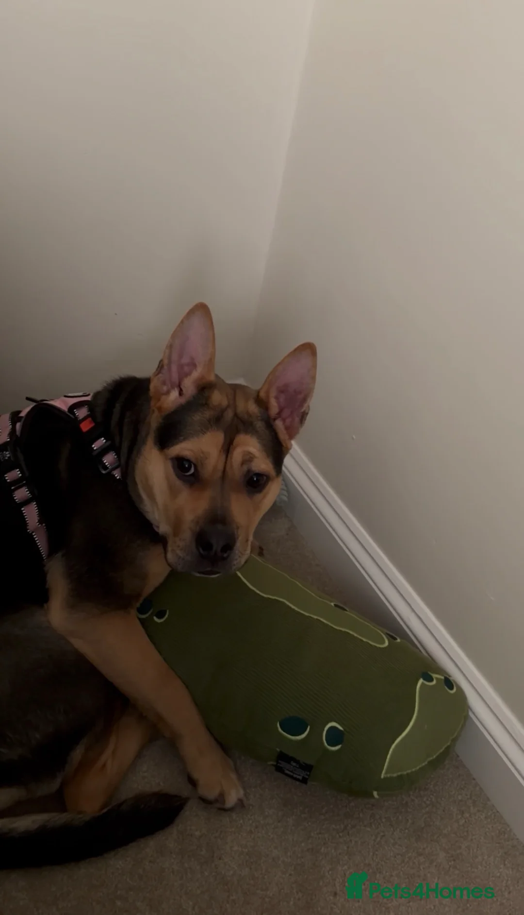 Mixed Breed dogs for sale: Ayla - Our Rescue looking for home.  - Advert 13